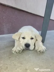 Pui Labrador Retriever de excepție – Pedigree de top 