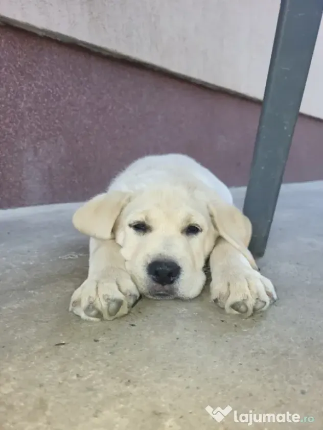 Pui Labrador Retriever de excepție – Pedigree de top