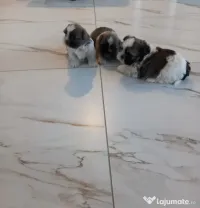 Cățeluși shih-tzu
