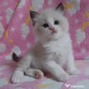 Pisicuțe Ragdoll disponibile doar pentru case bune 