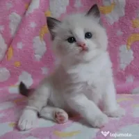 Pisicuțe Ragdoll disponibile doar pentru case bune