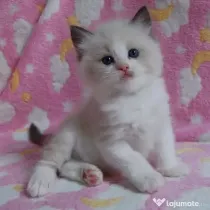 Pisicuțe Ragdoll disponibile doar pentru case bune