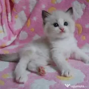 Pisicuțe Ragdoll disponibile doar pentru case bune 