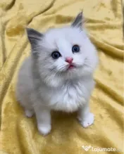 Pisicuțe Ragdoll disponibile doar pentru case bune 