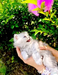 Pui British Longhair Chinchilla Silver, cu carnet de sănătate 