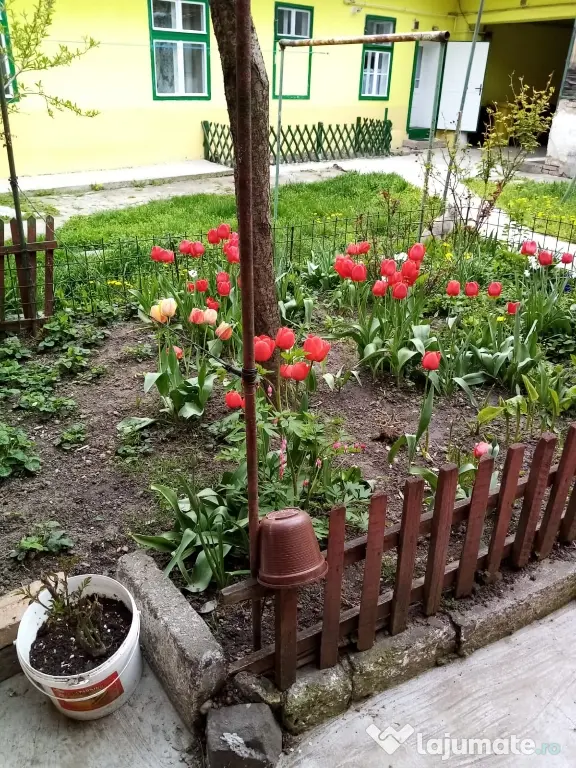imobil la casa