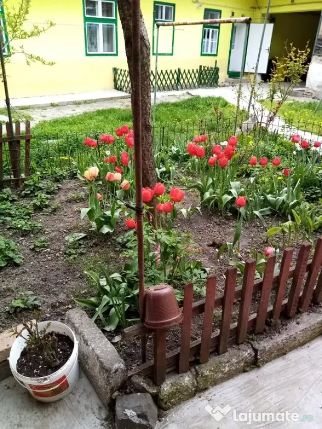 imobil la casa