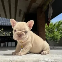 Bulldog francez golden