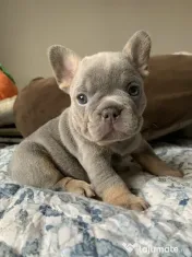 bulldog francez golden 