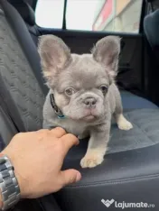 bulldog francez golden 