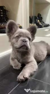 bulldog francez golden 