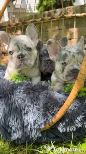 bulldog francez golden 