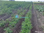 Teren intravilan in Reuseni, comuna Udesti 