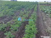 Teren intravilan in Reuseni, comuna Udesti