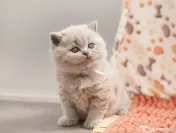 british shorthair blue liliac rasa pura 