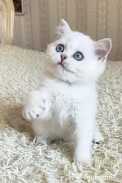 british shorthair blue liliac rasa pura 