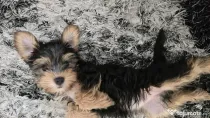 Vând yorkshire terrier