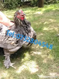 cocoși de rasa de vânzare 