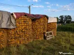 Vând porumb știuleți soi Ciocăntin (sticlos) – bine uscat – aprox. 7 tone