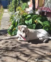 OFERTA! Labrador Retriever,baietel, pret 600 de lei
