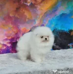 Pomeranian Toy Korea-Taiwan