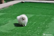 Pomeranian Toy Korea-Taiwan 