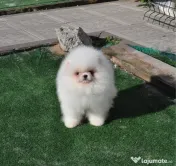 Pomeranian Toy Korea-Taiwan 
