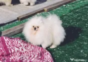 Pomeranian Toy Korea-Taiwan 