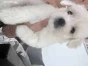 Bichon maltez toy 