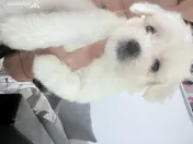 Bichon maltez toy 