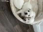 Bichon maltez toy 