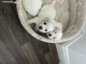 Bichon maltez toy 