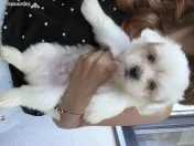 Bichon maltez toy 