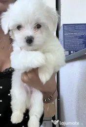 Bichon maltez toy 