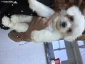 Bichon maltez toy 