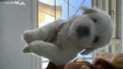 Bichon maltez toy 