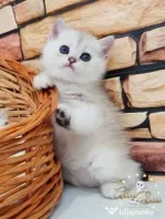 British chinchilla poze reale rasa pura