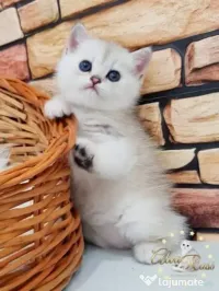 british chinchilla poze reale rasa pura 