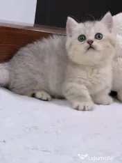 british chinchilla poze reale rasa pura 