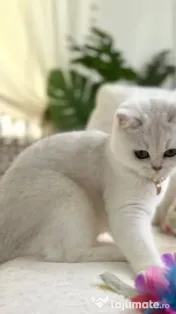 british chinchilla poze reale rasa pura 