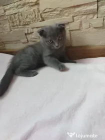 British scottish fold