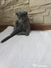 British scottish fold 