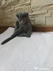 British scottish fold 