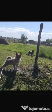 Căței Laika Siberian 
