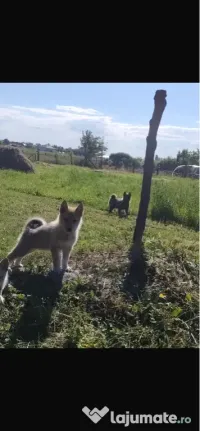 Căței Laika Siberian 