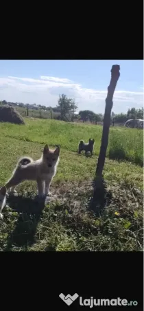 Căței Laika Siberian