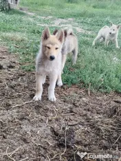 Căței Laika Siberian 