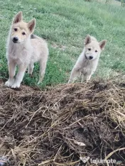 Căței Laika Siberian 