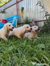 Puiuți golden retriever rasă pură