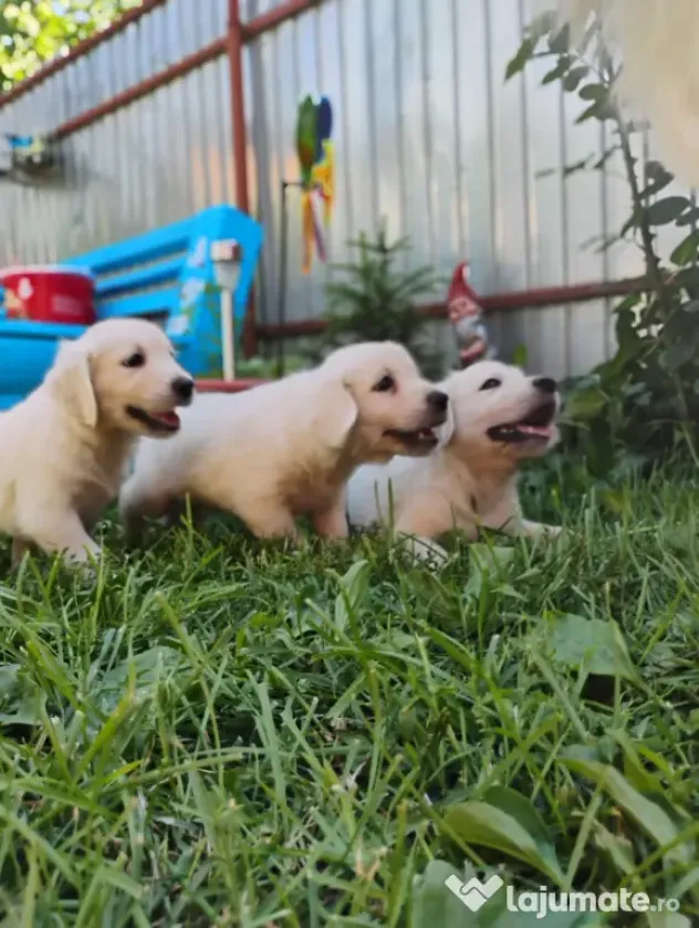Puiuți golden retriever rasă pură